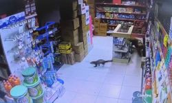 Dilek Mahallesi'nde sansar markete girdi, Paşa kovalamaya başladı