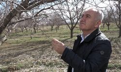 Malatya'da Kayısıda Rekolte Beklentisi 60-70 Bin Ton