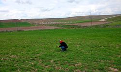 Yazıhan'da Buğday Entegre Mücadele Çalışmaları Kapsamında Arazi Kontrolü ve Eğitim Yapıldı