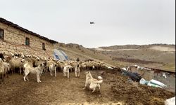 Yazıhan'da Kangal'lardan Drone'a Geçit Yok