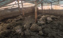 Arguvan'da kurdun girdiği ağılda 40 koyun telef oldu