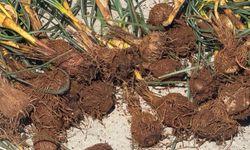 Darende'de Baharın Habercisi Çiğdem İçin Zorlu Mesai Başladı