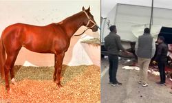 Malatya Girişinde At Nakil Aracı Kaza Yaptı: Şampiyon Heyfa Telef Oldu