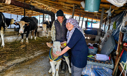 Malatya Tarım Müdürlüğü'nden Buzağı Yetiştiricilerine Tam Destek