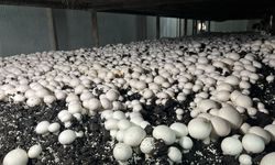 Malatya'da Alternatif Tarım Atağı: Ayda 15 Ton Mantar Üretiliyor