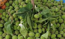 Malatya'da Çağla Tezgâhlarda, Fiyatlar 200 TL'yi Gördü