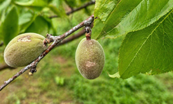 Malatya'da Dolu Hasarı: 20 Bin Dekarı Aşkın Tarım Arazisi Etkilendi