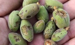 Malatya'da Dolu Kayısıyı Vurdu, Hasar Tespiti Başlıyor