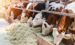 Malatya'da Kurbanlık Fiyatları Netleşti