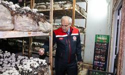 Malatya'da Mantar Üretimi Artıyor