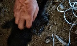 Minik Can Baca Deliğinde Mahsur Kaldı, İtfaiye Seferber Oldu