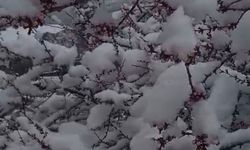 Sürgü'de Çiftçiler Zirai Don Nöbetinde