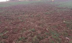 Yaban domuzu tehdidi Aritoprak'ta üreticiyi zor durumda bıraktı