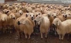 Yarımca'da Kar Altında Zorlu Üretim