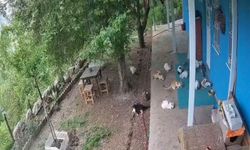 Depremin Panik Anları Kamerada: Kediler de Kaçtı, Öğrenciler de