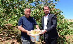 Pütürge'de İlk Kayısı Hasadı Yapıldı