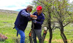 Yaban Ağaçları Aşıyla Meyveye Dönüştürülüyor