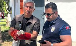 Battalgazi Zabıtası Bulduğu Yavru Baykuşu Koruma Altına Aldı
