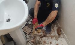 İki Bina Arasına Sıkışan Kedi 2 Saatlik Çalışmayla Kurtarıldı