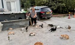 Her Gün Onlarca Sokak Kedisini Kendi Elleriyle Besliyor