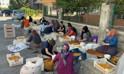 Kayısının Görünmeyen Emeği Ceza Korkusuyla Karşı Karşıya