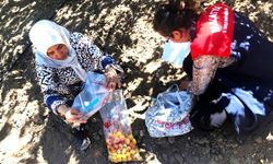Malatya'da Kayısıda Pestisit Denetimi: 16 Üreticiye Hasat Geciktirme Tedbiri