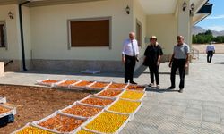 Tarım Müdürlüğünden Kayısı Bahçelerine Saha Çıkarması