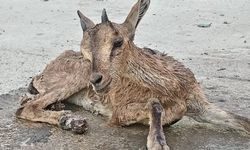 Yaralı Bulunan Dağ Keçisi Yavrusu Koruma Altına Alındı