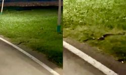 100. Yıl Kent Parkı'nda Görülen Yılan Tedirgin Etti