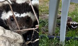 Bahçesine Gelen Sürpriz Misafirle Göz Göze Geldi