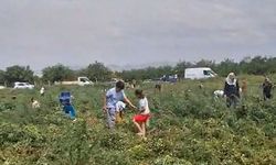 Domates Tarlada Kaldı, Üretici Ücretsiz Dağıttı