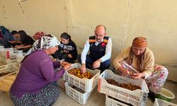 Kaymakam Sungur Kayısı Hasadında Üreticilerle Buluştu