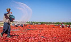 350 Dekarda Üretiliyor, 50 Dekarda Kurutuluyor