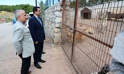Başkan Taşkın, Hayvan Barınağında İncelemelerde Bulundu