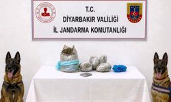 Diyarbakır'da 217 Bin 608 Kök Kenevir Ve Skunk İmha Edildi