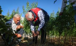 Malatya'da Yılda 850 Bin Sertifikalı Fidan Üretiliyor