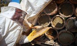 Pütürge'nin Zengin Florasında Bal Hasadı Başladı