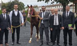 Veliefendi'de Sultansuyu Tayları İçin Milyonlar Yarıştı