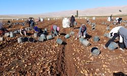 Darende'de Patates Bereketi: 20 Bin Ton Rekolte Bekleniyor