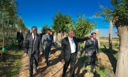 İstanbul'da Ağaç Tartışması, Malatya'da Örnek Uygulama Türkiye Gündeminde
