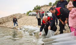 Malatya'da 1 Milyon 300 Bin Sazan Yavrusu Suya Bırakıldı