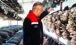 Malatya'da Mantar Üretim Tesisleri Mercek Altında: Hastalık ve Zararlıya Rastlanmadı
