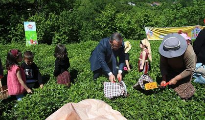 Artvin'de geleneksel çay hasadı etkinliği düzenlendi