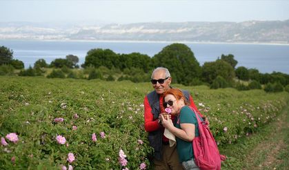 Burdur'daki göl manzaralı gül hasadına ilgi artıyor