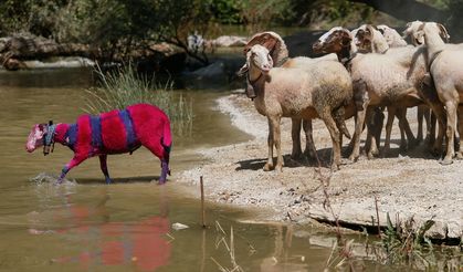 Denizli'nin Asırlık "Sudan Koyun Geçirme Yarışması" kuraklık nedeniyle temmuza alındı