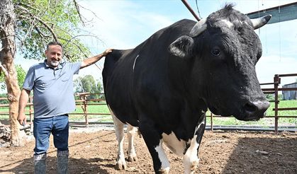 Osmaniye'de 1,2 tonluk kurbanlık boğa bayram öncesi alıcısını bekliyor
