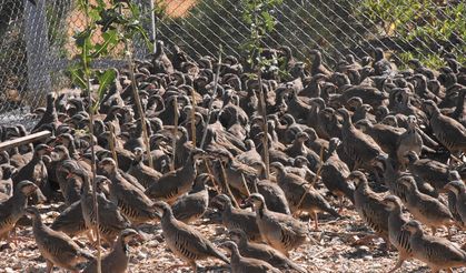 Afyonkarahisar'da yüzlerce keklik "kene ve süne" avı için yetiştiriliyor