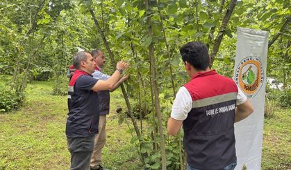 Artvin'de kahverengi kokarcayla mücadele edecek samuray arıları doğaya salındı