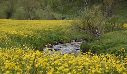 Gümüşhane'de adını "sarı çiçek"ten alan köydeki tarlalar renklendi