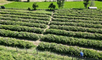 Isparta'nın yaylalarında gül hasadı sürüyor